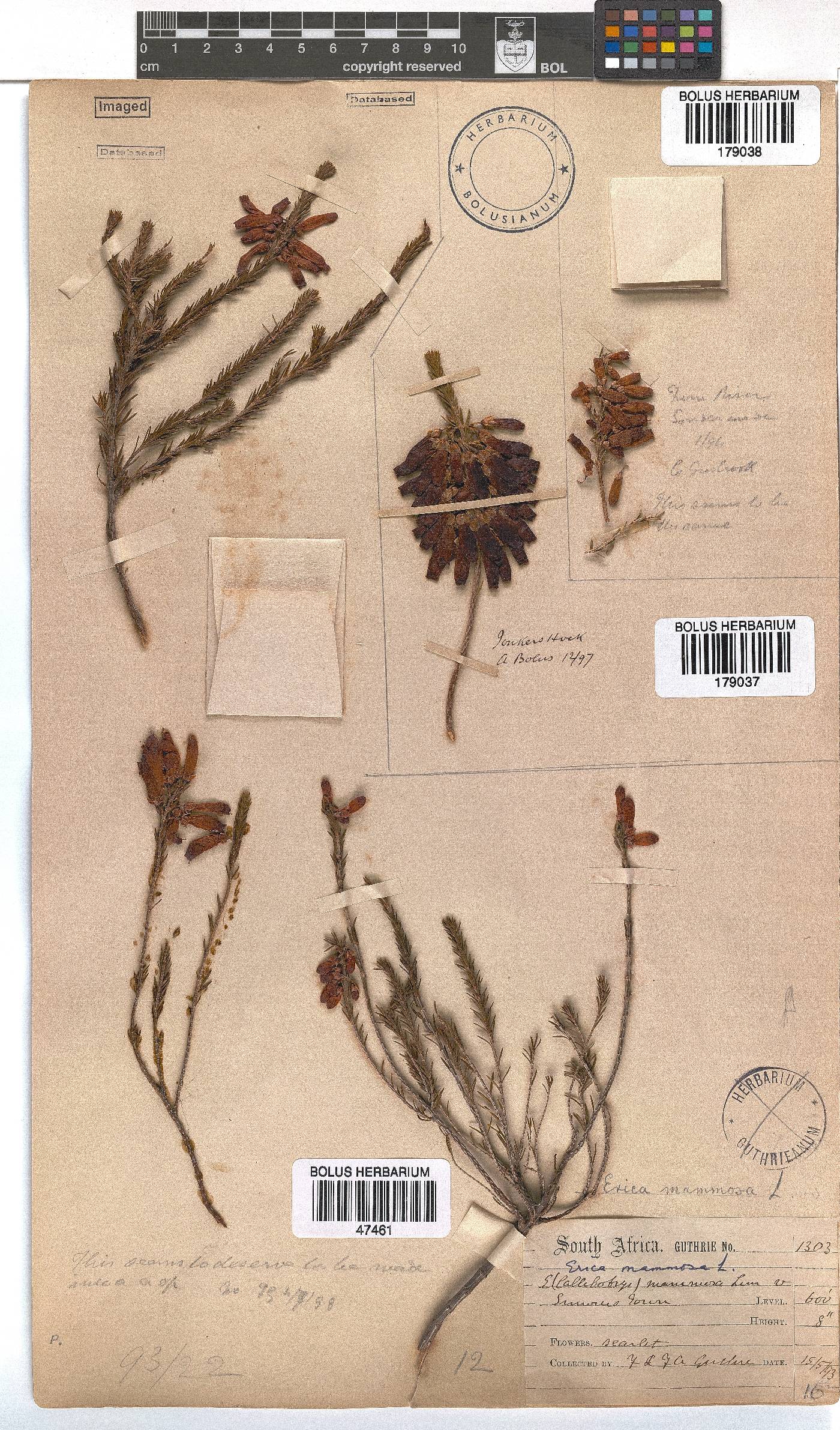 Erica mammosa image