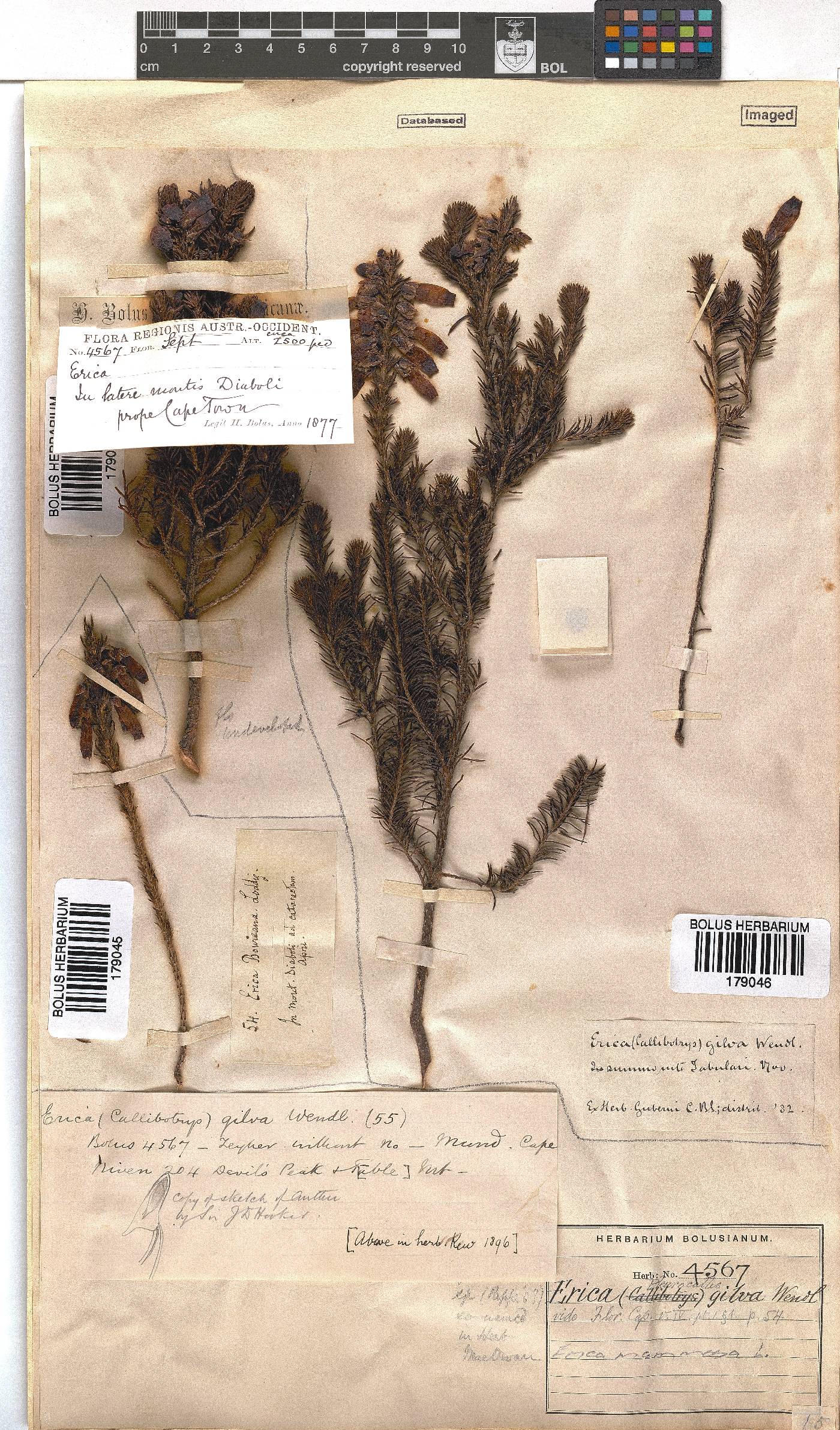 Erica mammosa image
