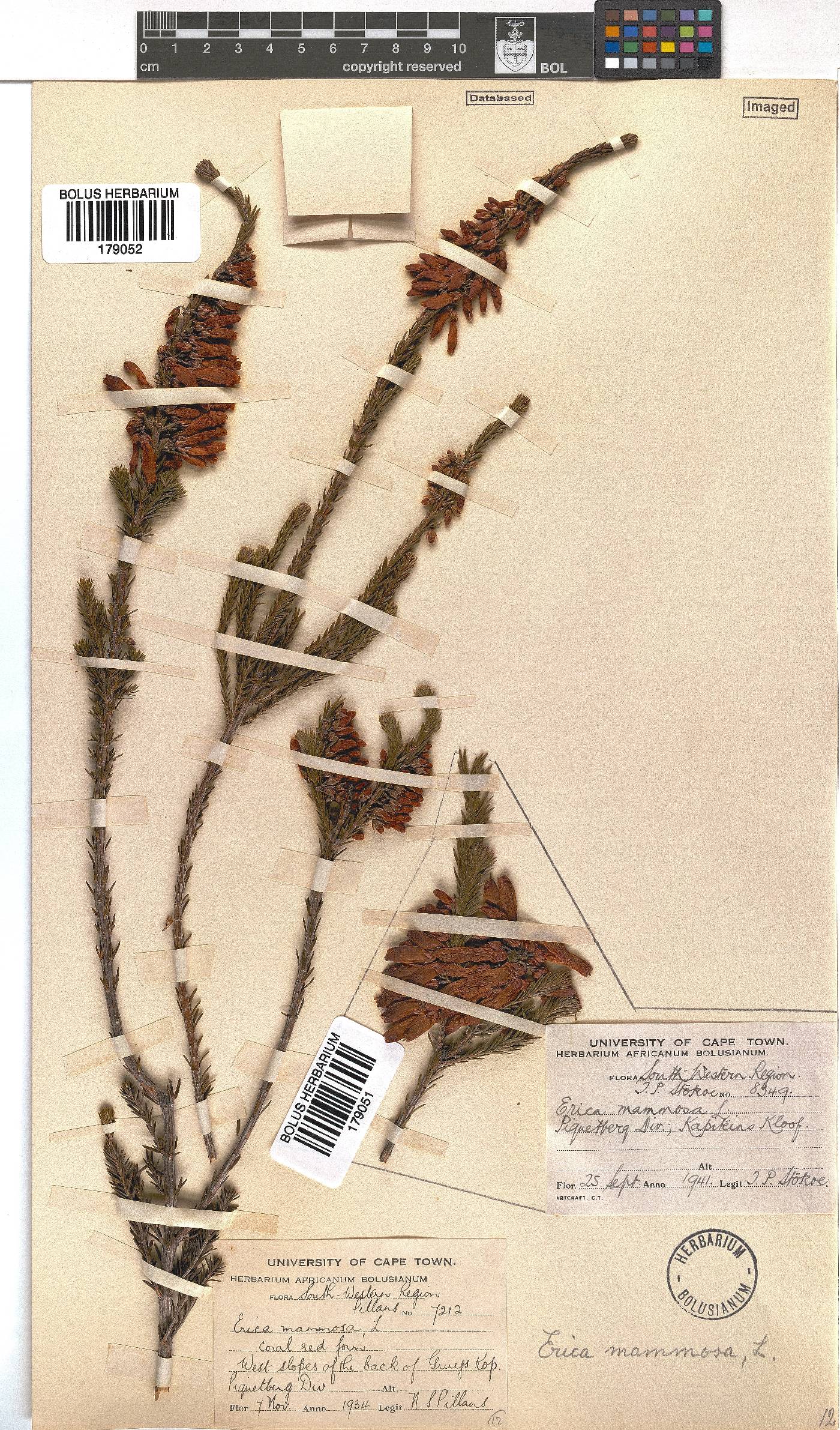 Erica mammosa image