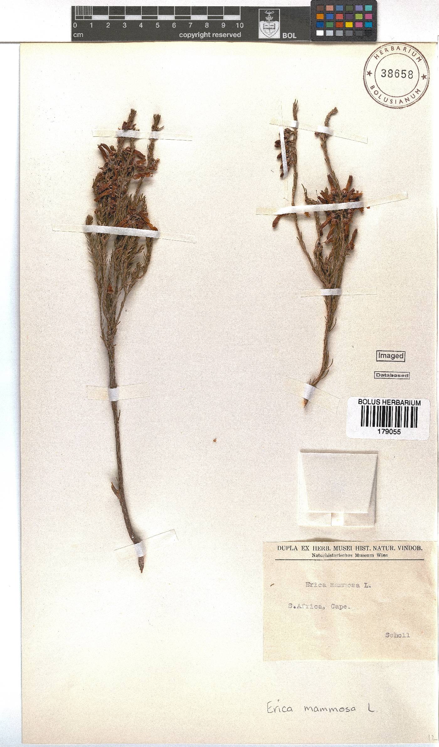 Erica mammosa image