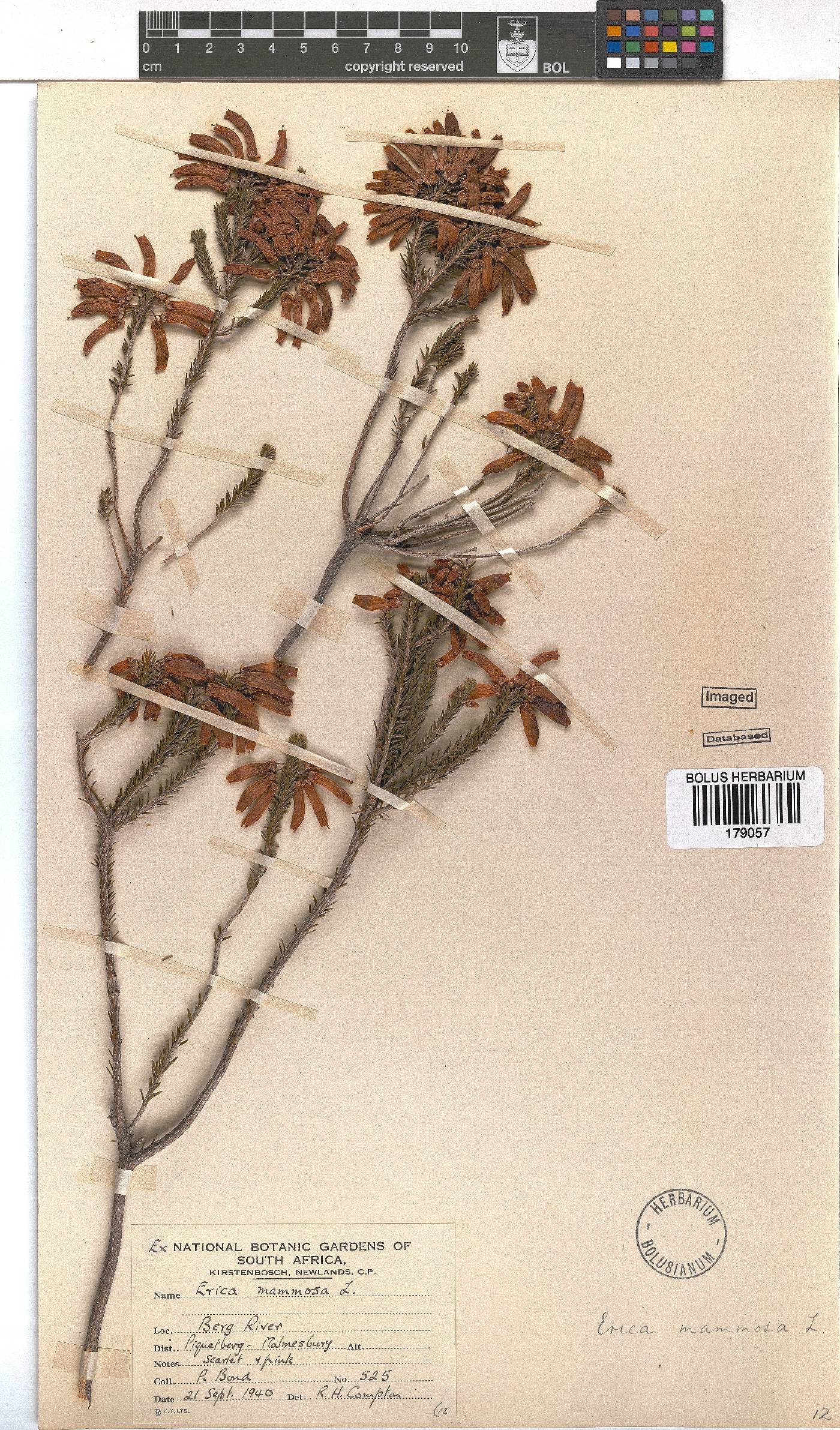Erica mammosa image