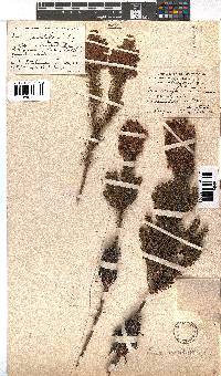 Erica sessiliflora image