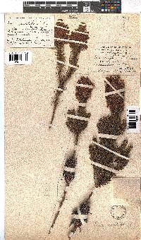 Erica sessiliflora image