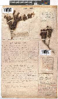 Erica sessiliflora image