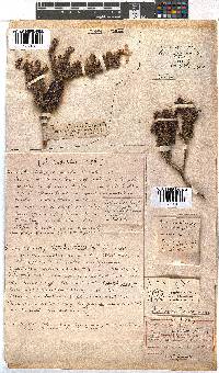 Erica sessiliflora image