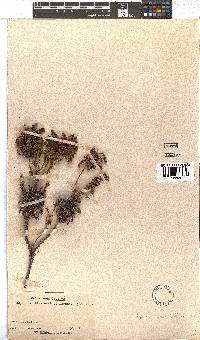 Erica sessiliflora image