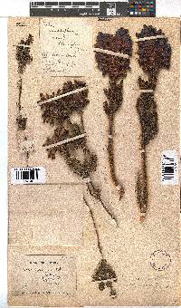 Erica sessiliflora image