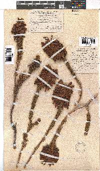 Erica sessiliflora image