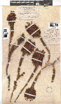 Erica sessiliflora image