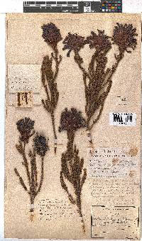 Erica sessiliflora image