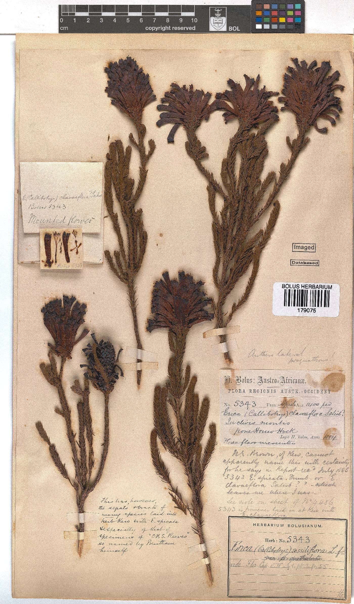 Erica sessiliflora image