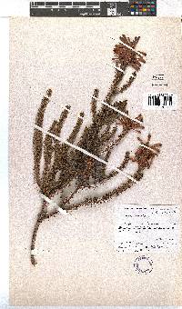 Erica sessiliflora image