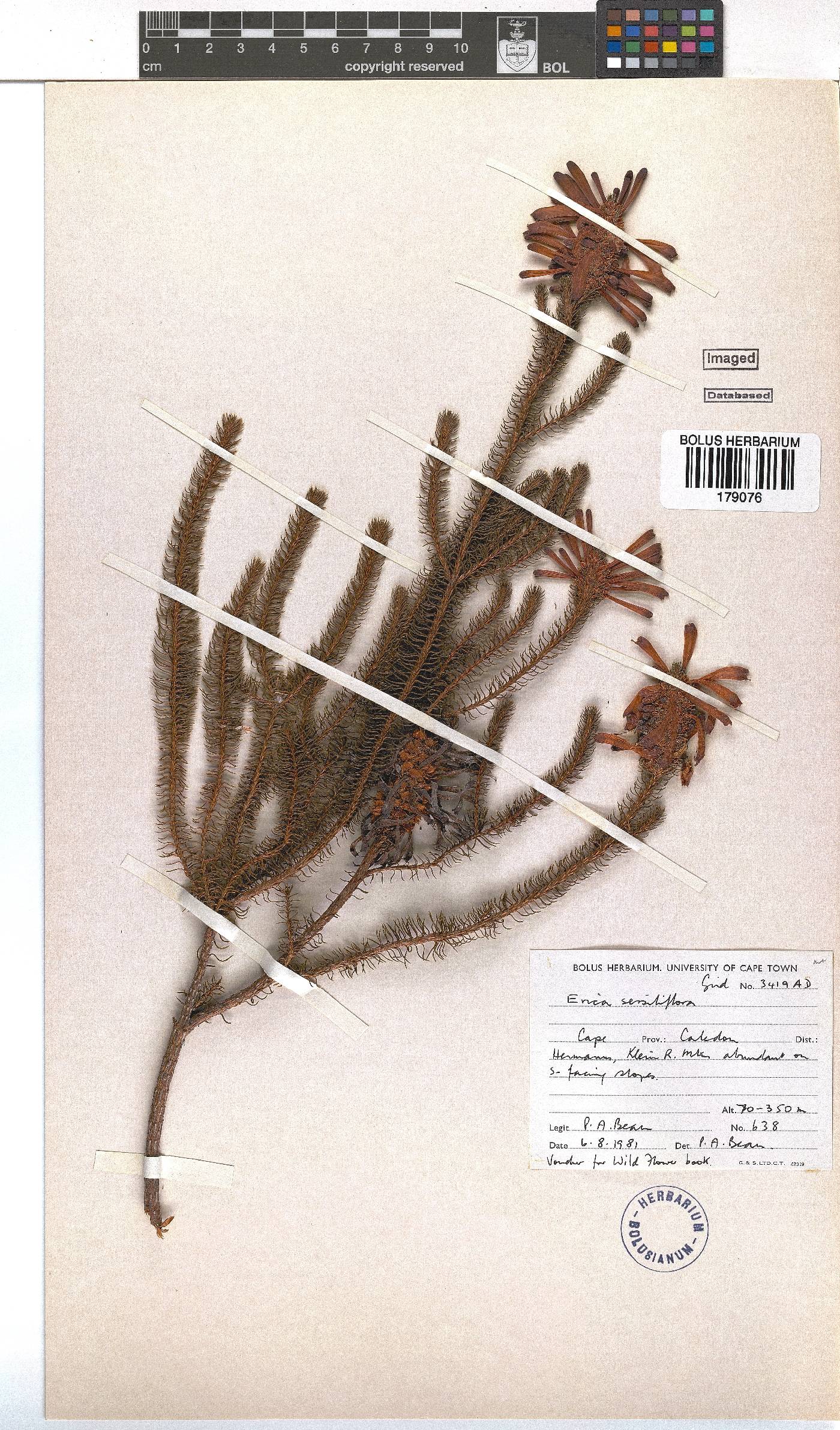 Erica sessiliflora image