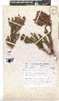 Erica sessiliflora image