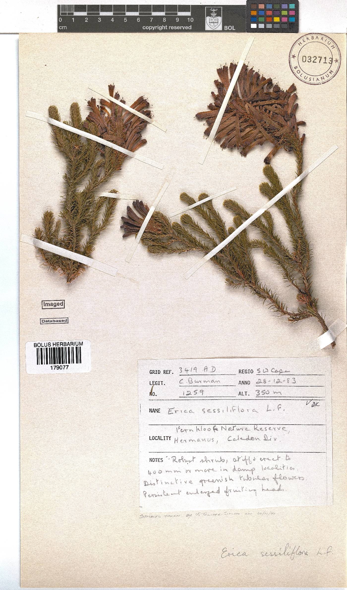 Erica sessiliflora image