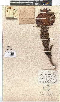 Erica sessiliflora image