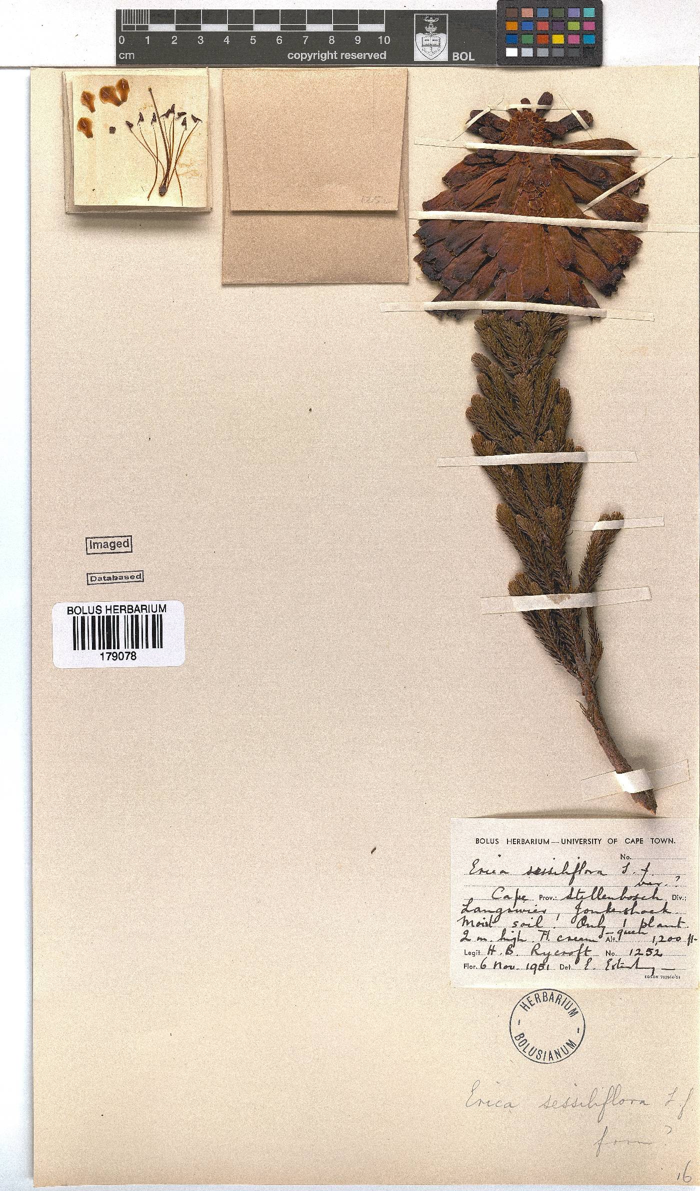 Erica sessiliflora image