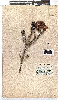 Erica sessiliflora image