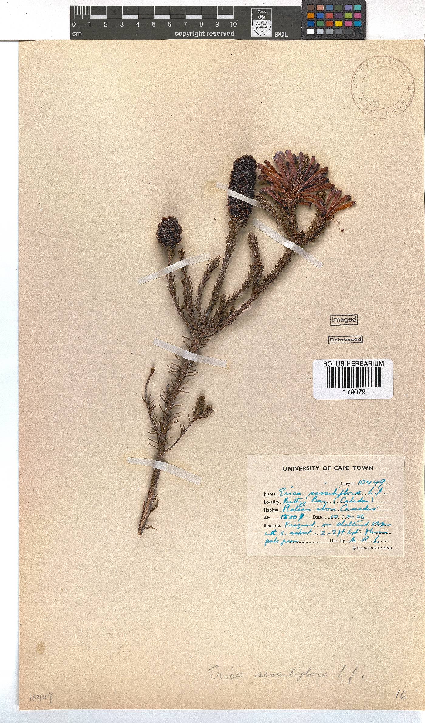 Erica sessiliflora image