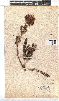 Erica sessiliflora image