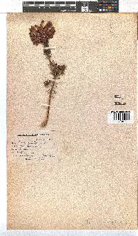 Erica sessiliflora image