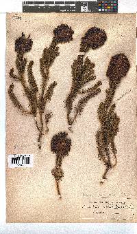 Erica sessiliflora image