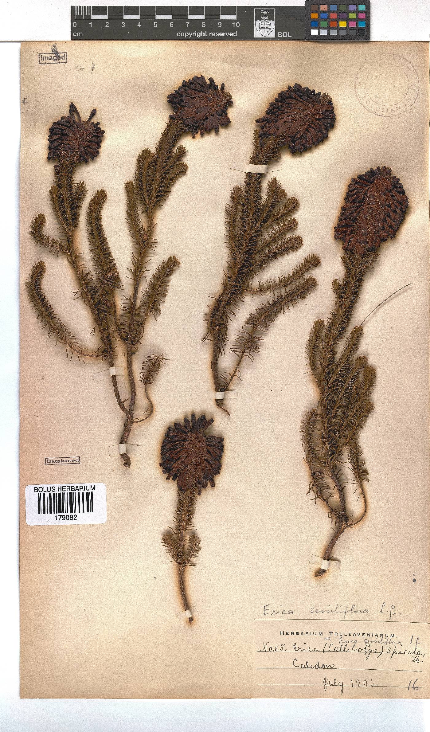 Erica sessiliflora image