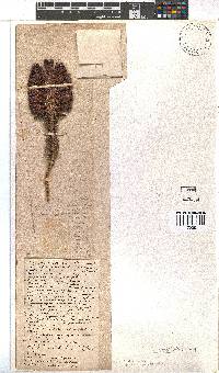 Erica sessiliflora image