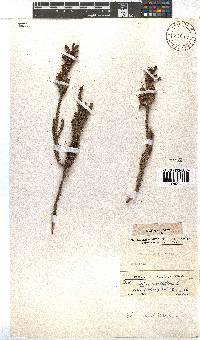 Erica sessiliflora image