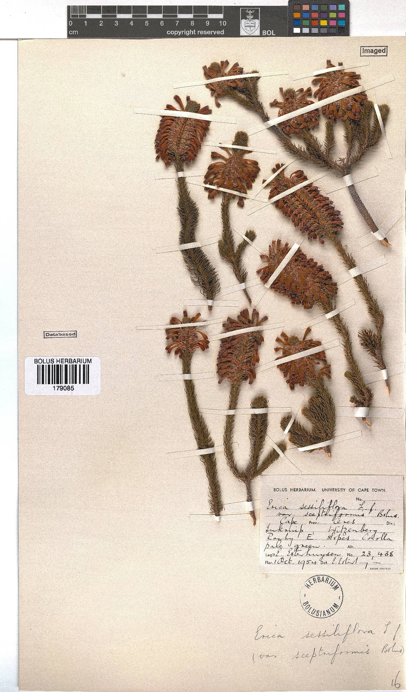 Erica sessiliflora image