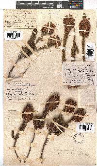 Erica sessiliflora image