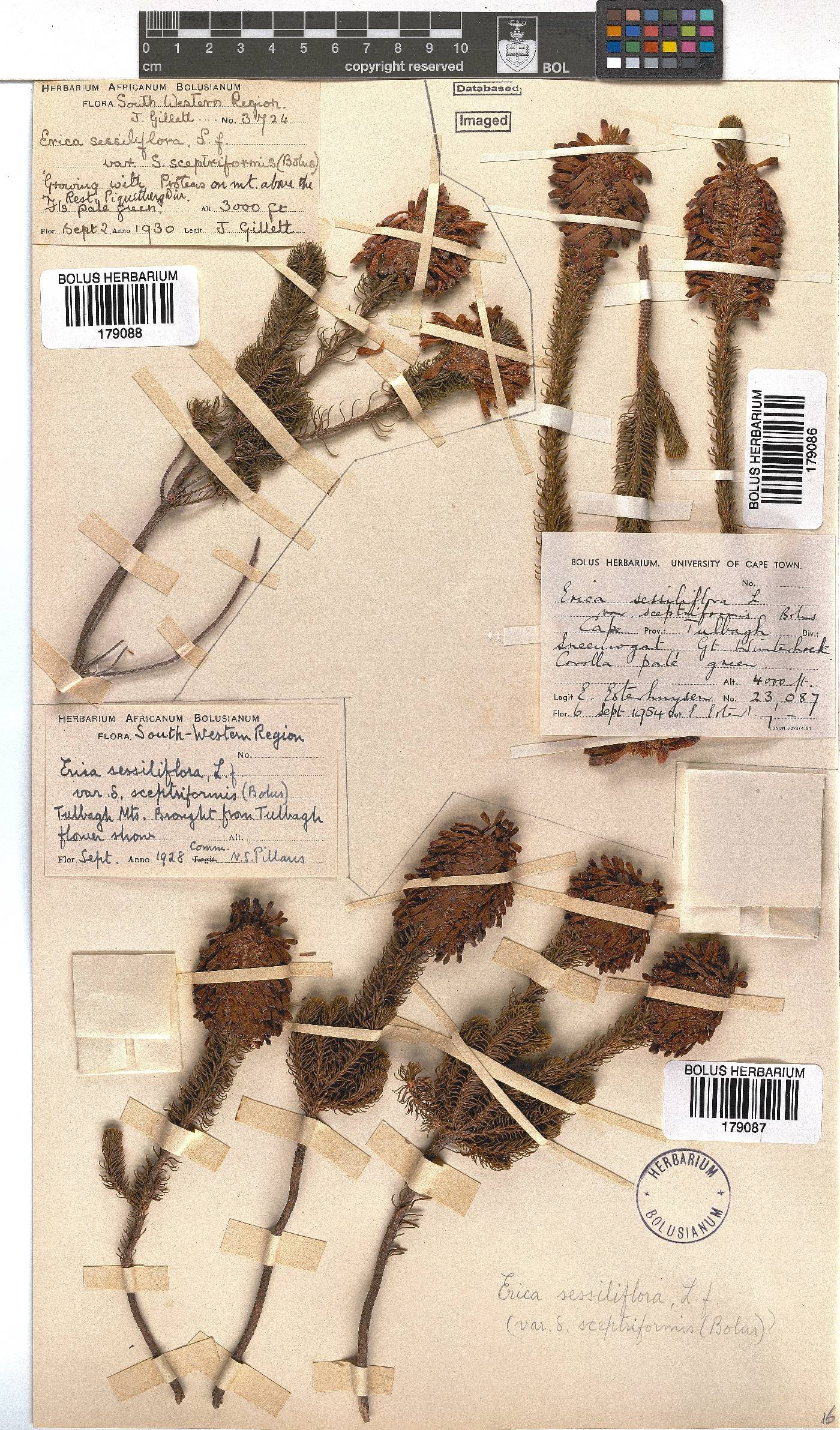 Erica sessiliflora image