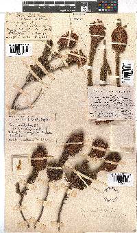 Erica sessiliflora image