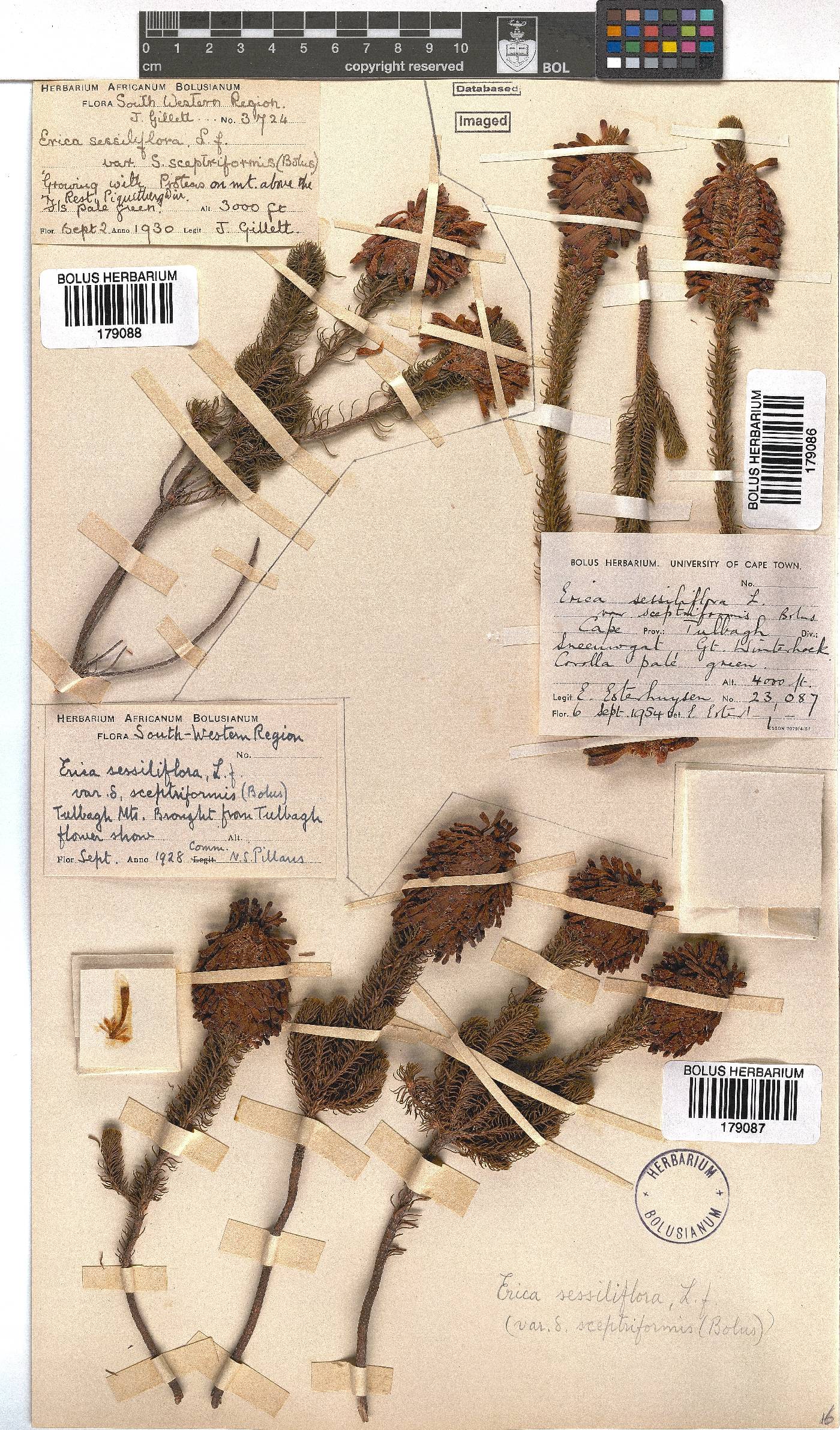 Erica sessiliflora image