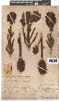 Erica sessiliflora image