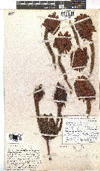 Erica sessiliflora image