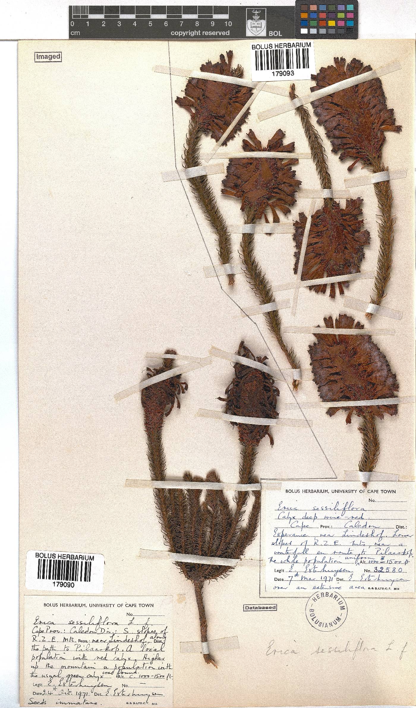 Erica sessiliflora image