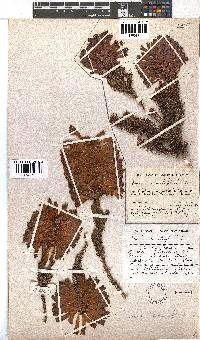 Erica sessiliflora image