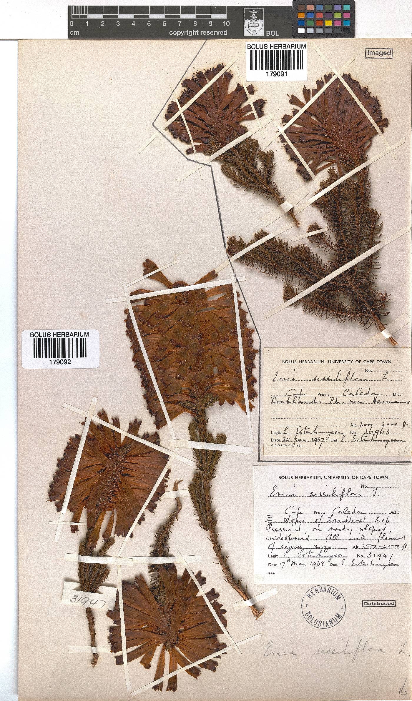 Erica sessiliflora image