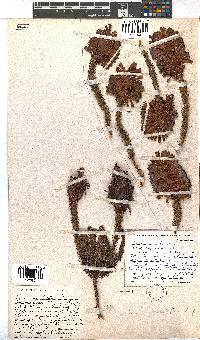 Erica sessiliflora image