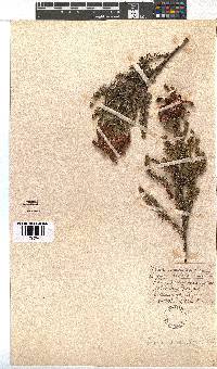 Erica sessiliflora image