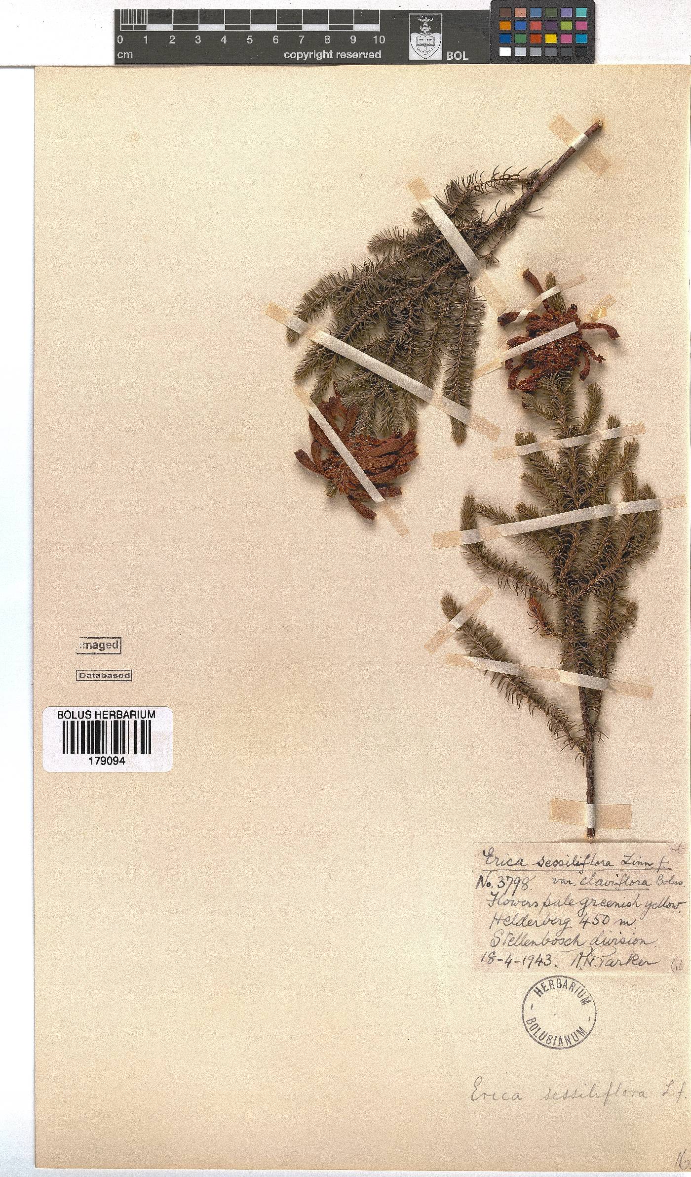 Erica sessiliflora image