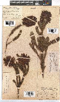 Erica sessiliflora image