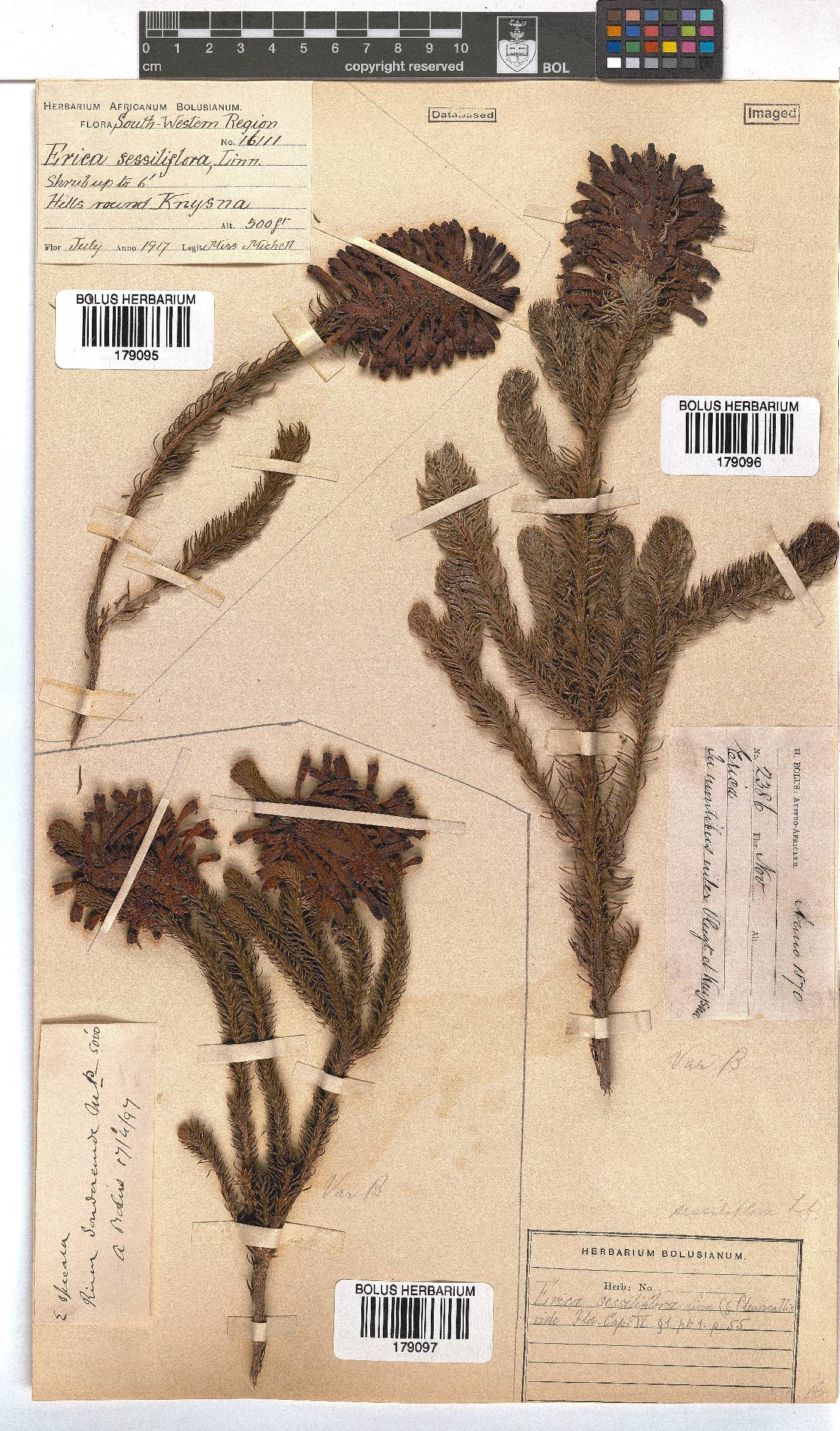 Erica sessiliflora image