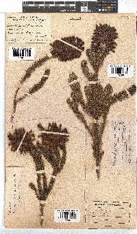 Erica sessiliflora image