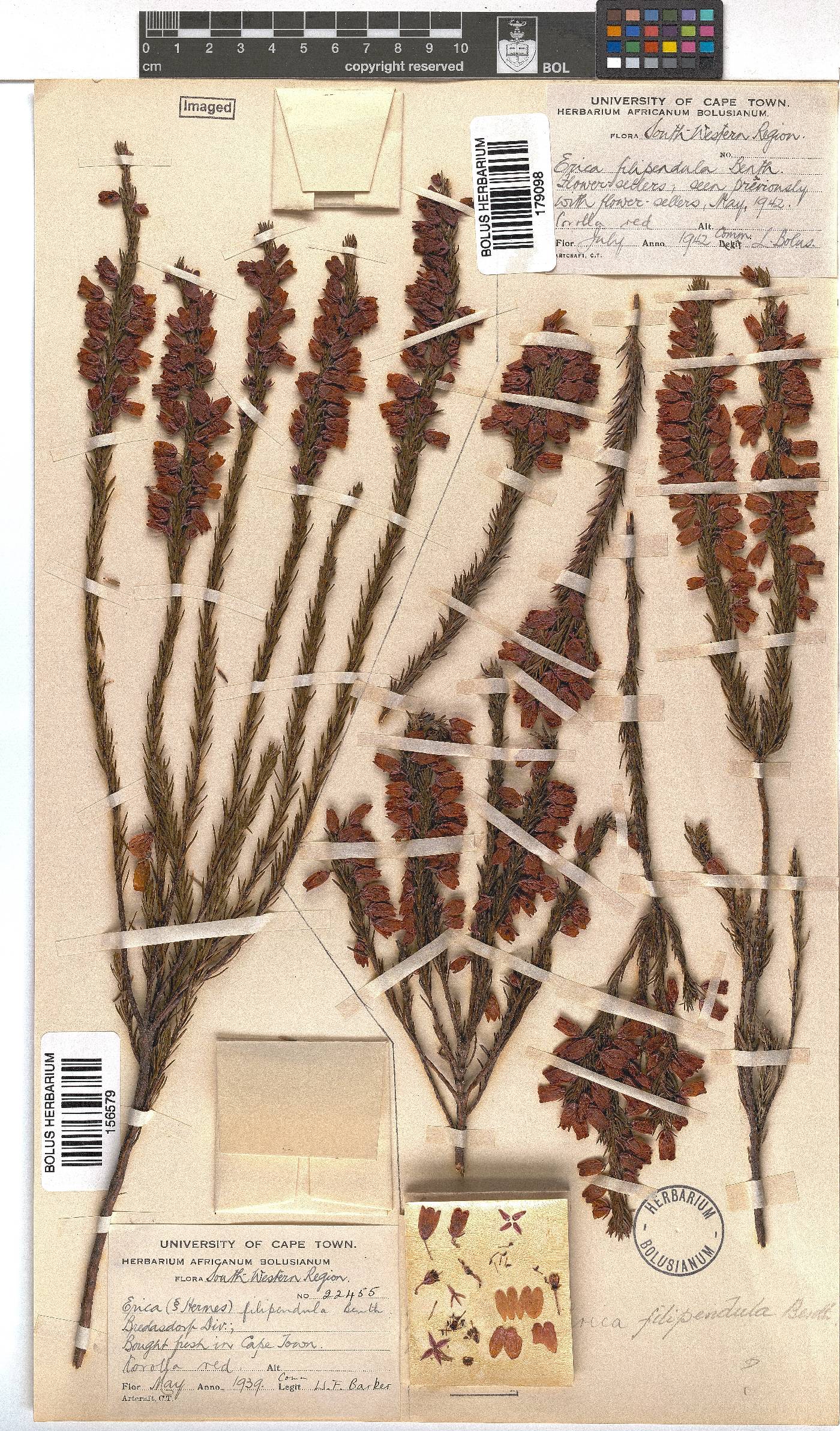 Erica filipendula image