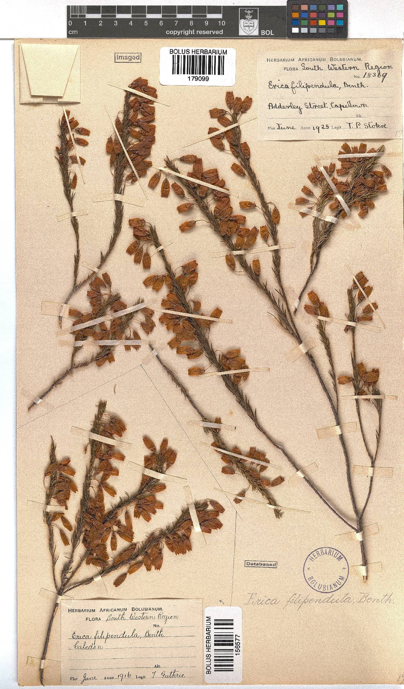 Erica filipendula image