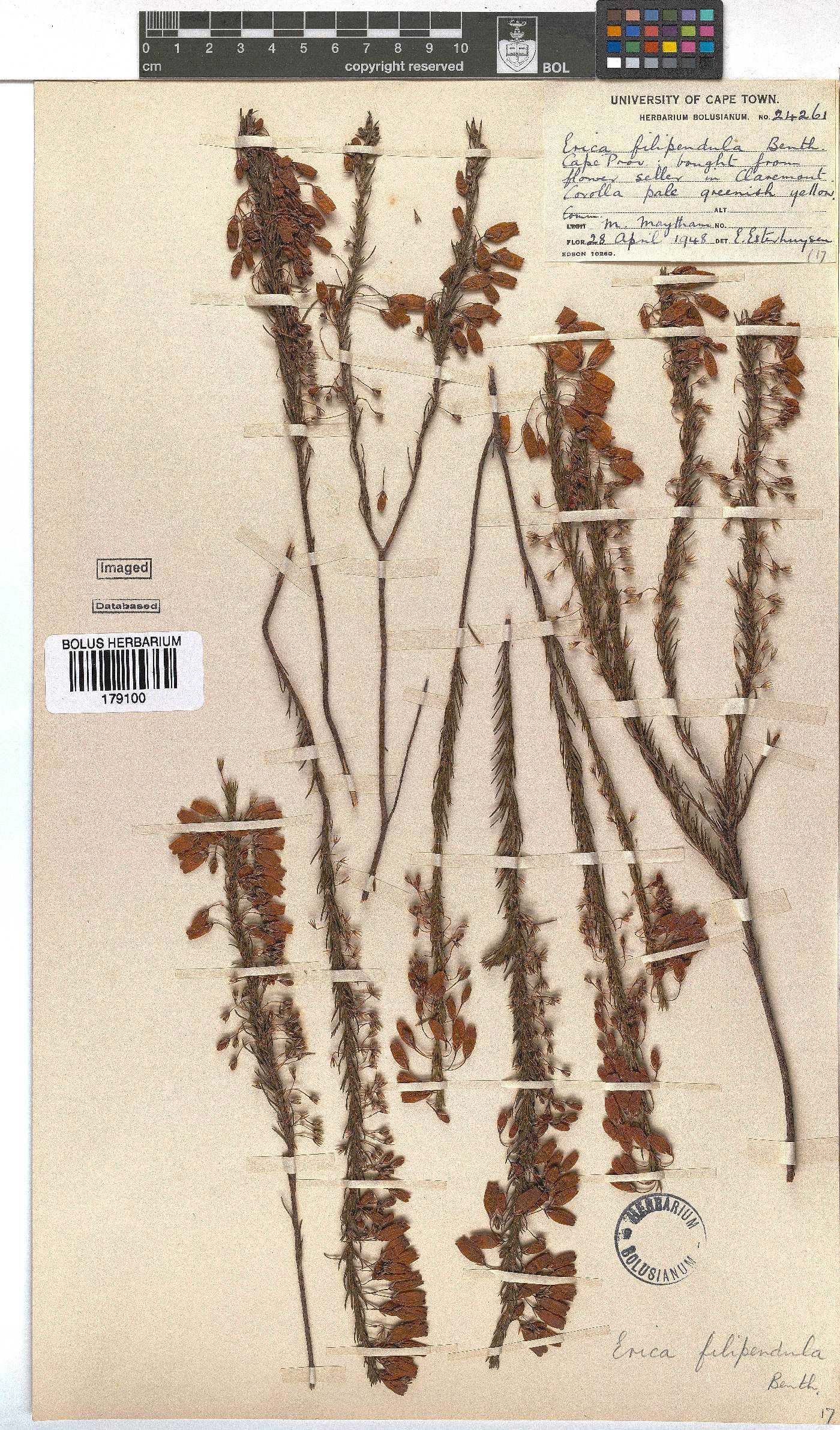 Erica filipendula image