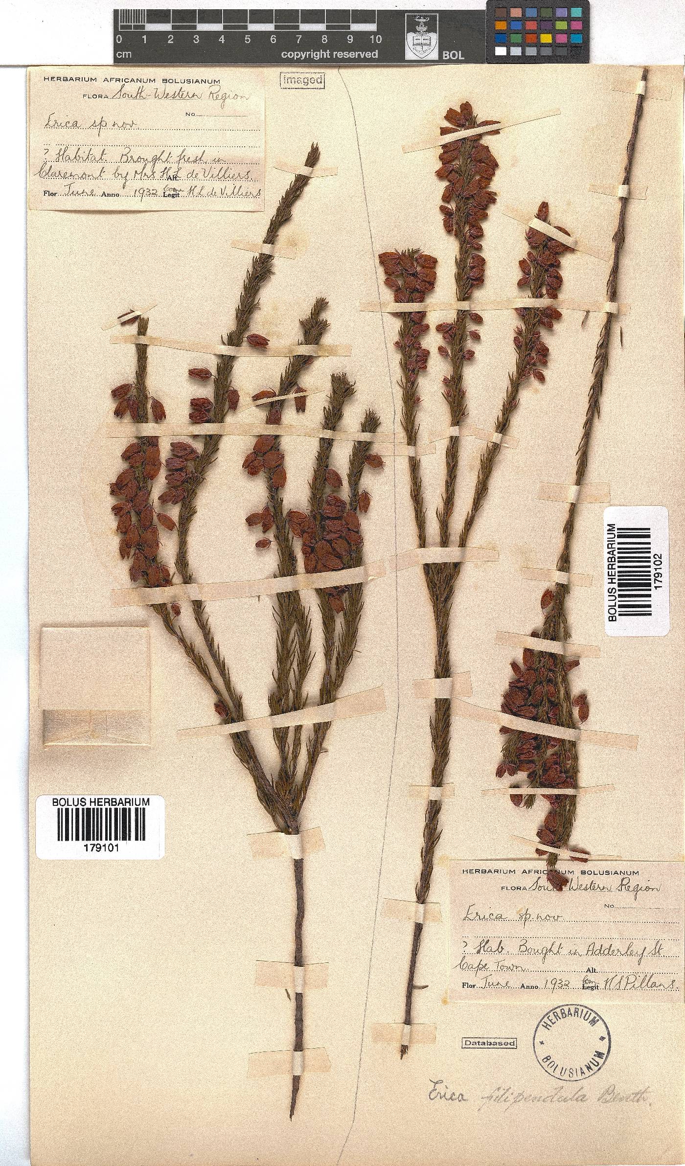 Erica filipendula image