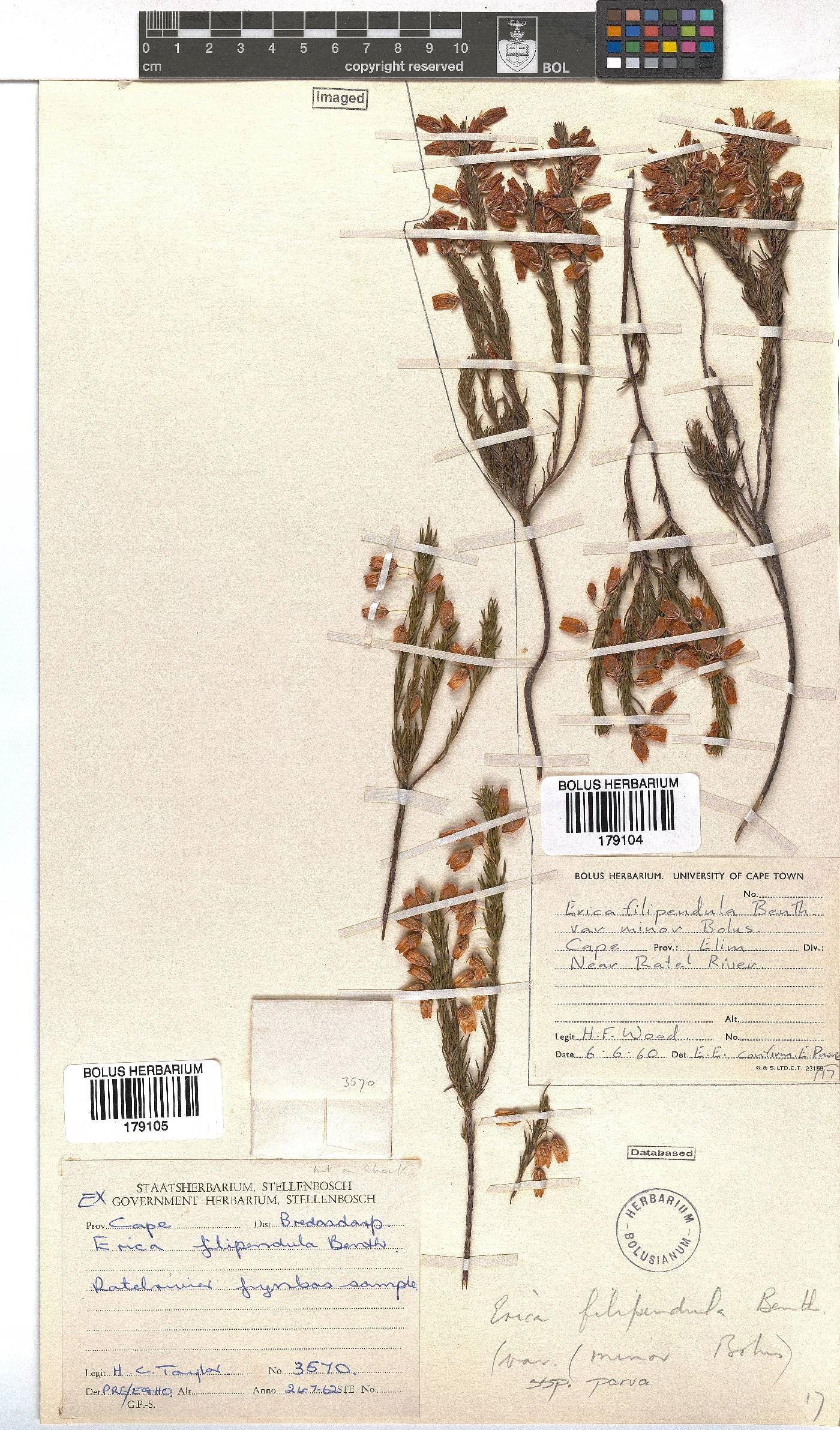 Erica filipendula subsp. parva image